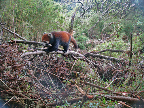 Red Panda (Ailurus fulgens) captured in Shen Guo Zhuang NR, Sichuan. WWF / Peking University: © WWF China/Shen Guo Zhuang NR/Peking University / WWF-Canon